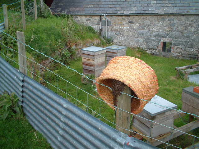 Swarm entering a skep