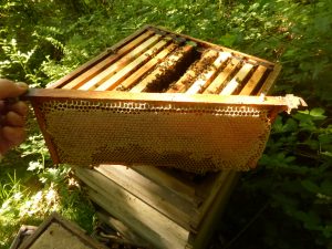 Combs of sycamore honey