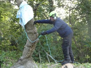 Rescuing a wild colony of honeybees