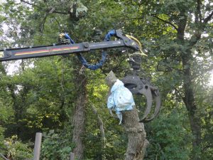 Grabbing the bee tree