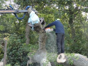 Sawing the bee tree