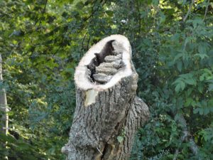 Old honeycomb in the stump