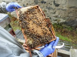 Bee gloves and a comb of brood