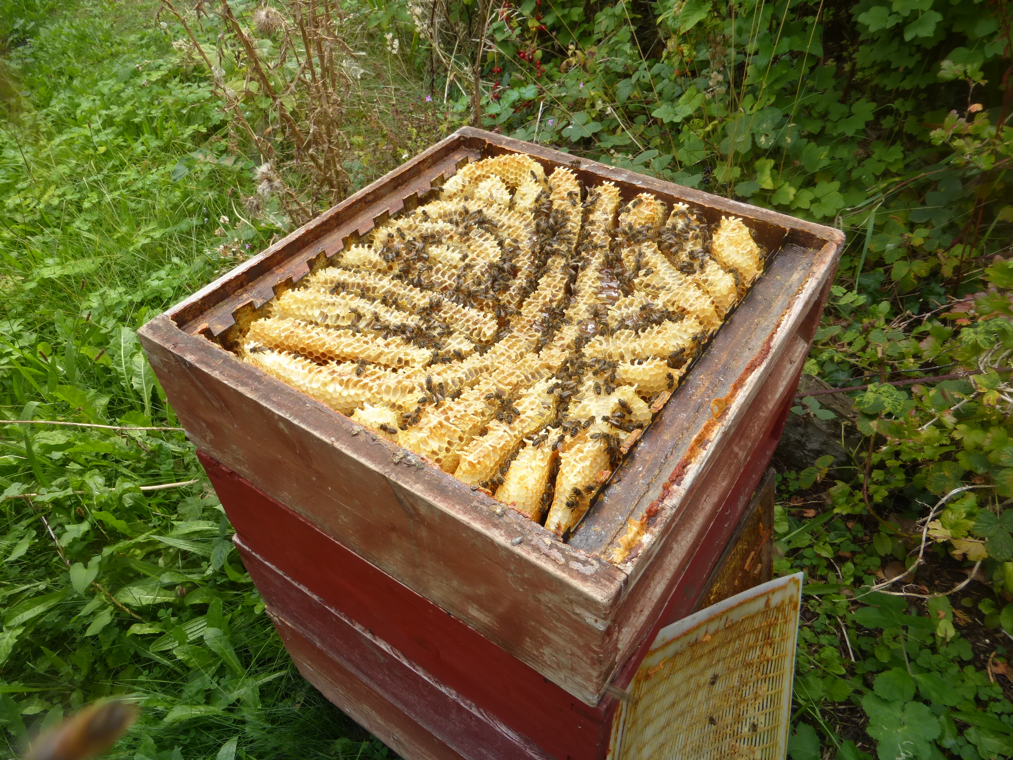 Beeswax image