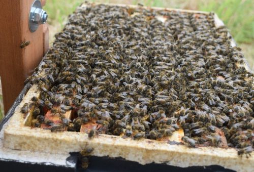 Conwy Beekeepers Present: Treatment-Free Beekeeping