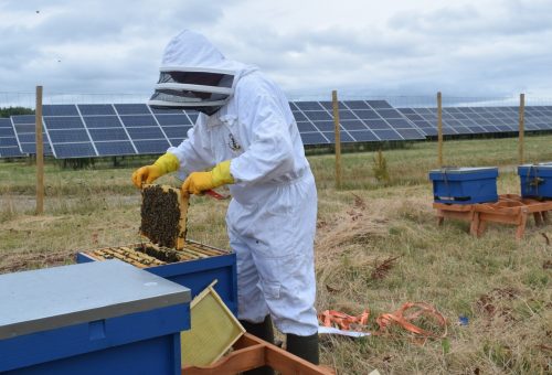 Preparing for a good honey harvest