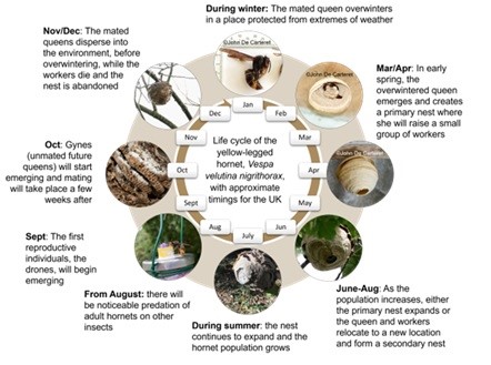 Yellow-legged Asian hornet life cycle