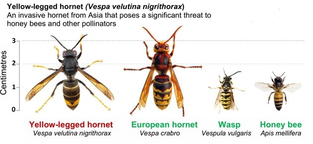 Comparison of hornet, wasp and bee